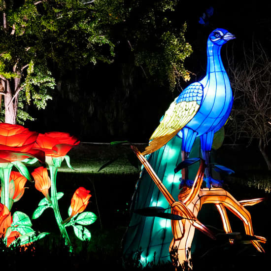 Magical Garden Belém: espetáculo de luzes noturno by Ocubo