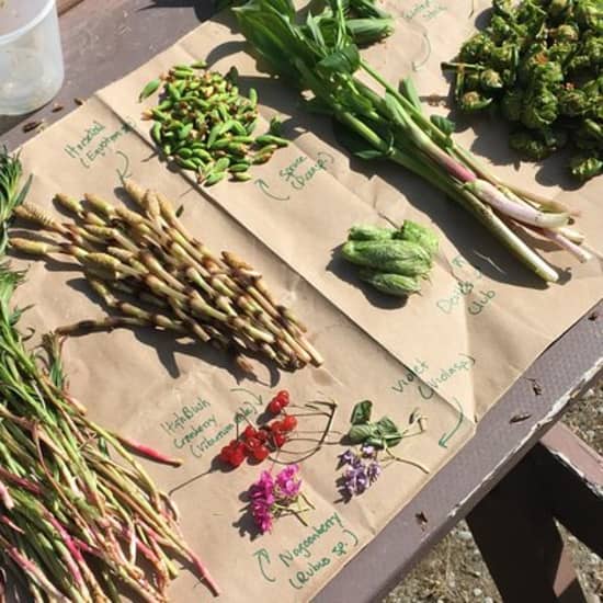 Backcountry Eats & Foraging Treats