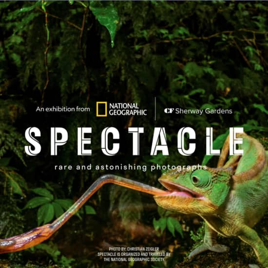 SPECTACLE: Rare and Astonishing Photographs - Waitlist