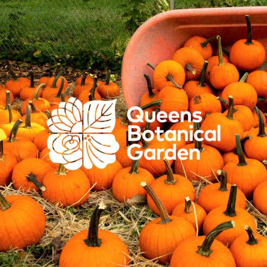 Pumpkin Patch at Queens Botanical Garden