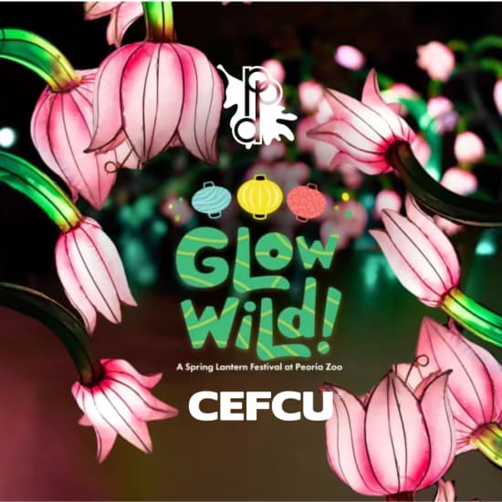 Glow Wild: A Spring Lantern Festival at Peoria Zoo
