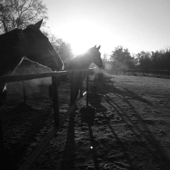 Experiencia a caballo: clases en plena naturaleza