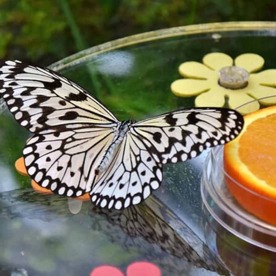 Dubai Butterfly Garden: Skip The Line at Dubai Butterfly Garden, Dubai, United Arab Emirates
