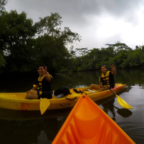 Mangrove Kayaking Exploration Tour