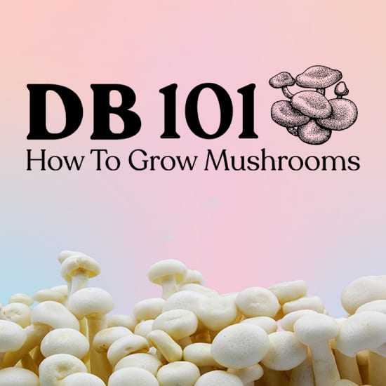 How To Grow Mushrooms 101