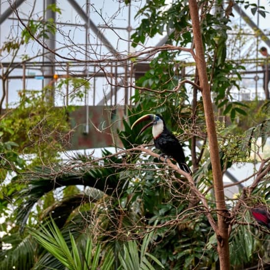 Green Planet: Dubai's Indoor Rainforest - Skip The Line