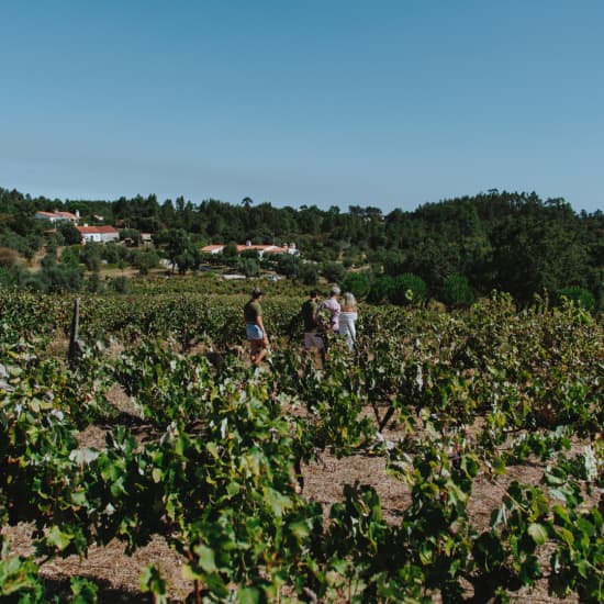 Revelar a essência do nosso Terroir! Uma experiência gastronómica em Tomar