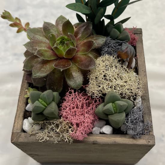 Succulent Treasure Box Workshop