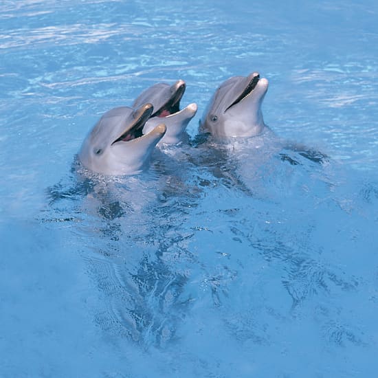 1-Day Pass Marineland Mallorca