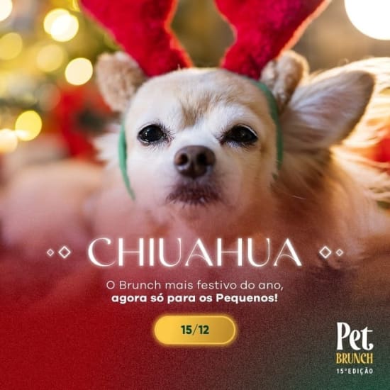 Pet Brunch - 15ª Edição | Final de ano Chiuahua, só para os pequenos!