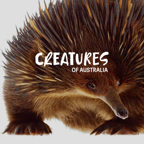 Creatures of Australia
