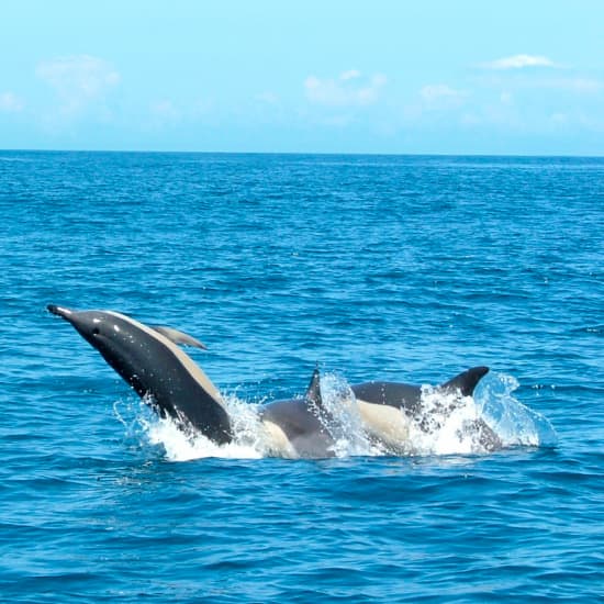 Observação de golfinhos e aves com biólogo marinho