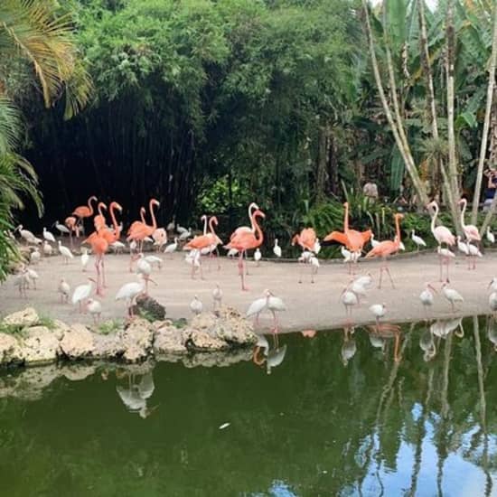 Skip the Line: Flamingo Gardens Admission Ticket in Fort Lauderdale