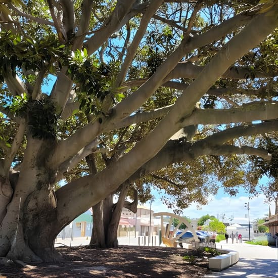 Discover Victor Harbor Walking Tour