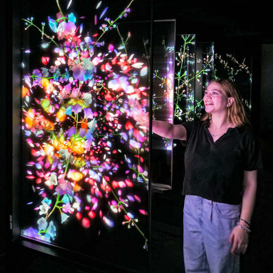 Timeless Butterflies at Artechouse (D.C.) Tickets Fever