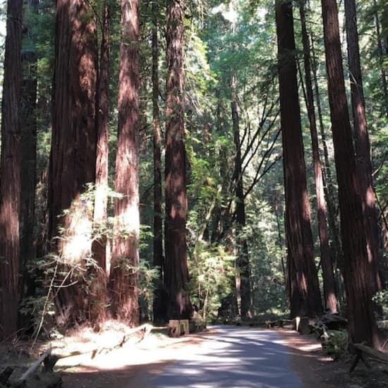 ﻿Muir Woods: Excursión de medio día desde San Francisco