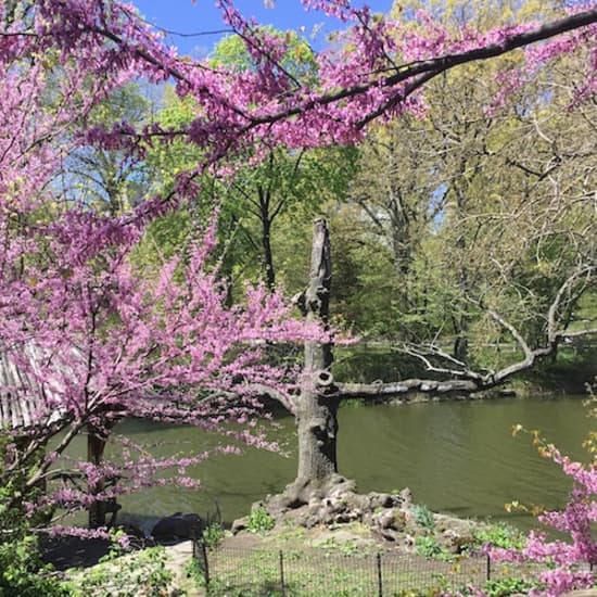 ﻿Central Park: Recorrido a pie