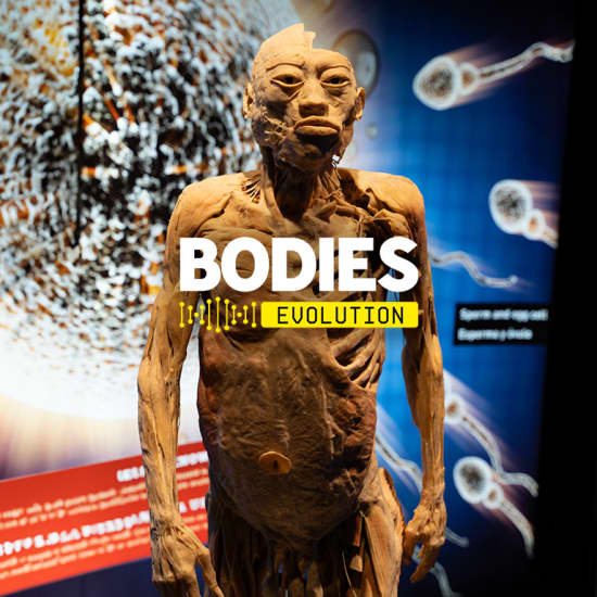 Bodies Evolution - Real Human Bodies