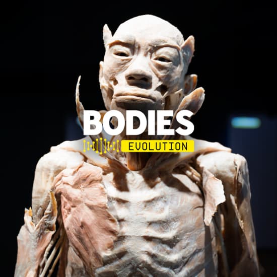 Bodies Evolution - Cuerpos Humanos Reales