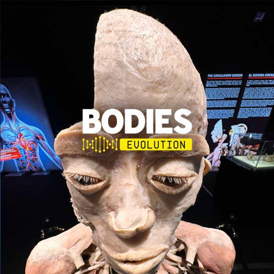 Bodies Evolution - Cuerpos Humanos Reales