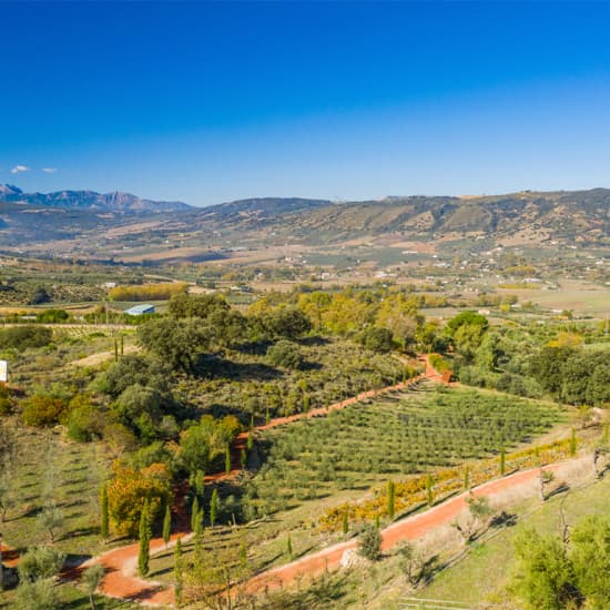 Ronda y Degustación de Aceite de Oliva: Excursión de un Día en Grupo Pequeño desde Málaga