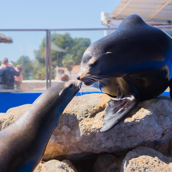 Entrada de 1 Día Marineland Mallorca