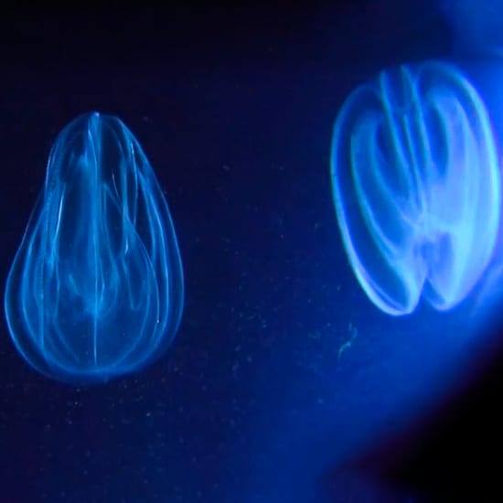 Comb Jelly Bioluminescence Kayak Tour