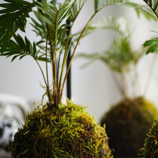 Kokedamas, el arte de tener plantas sin macetas