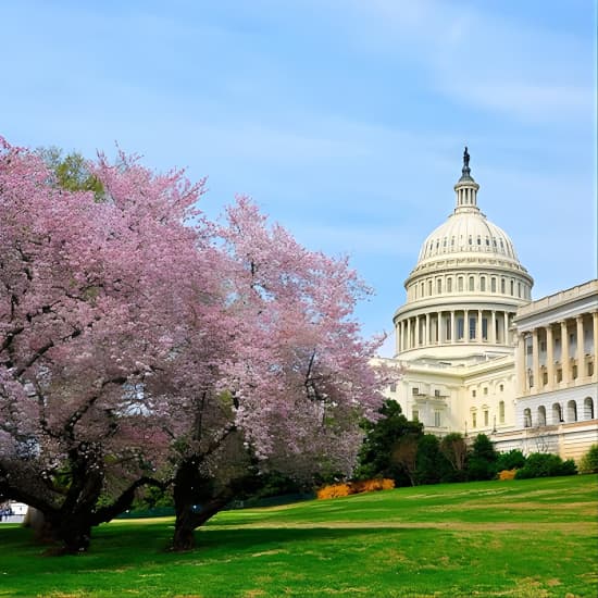 The DC Cherry Blossom Tour