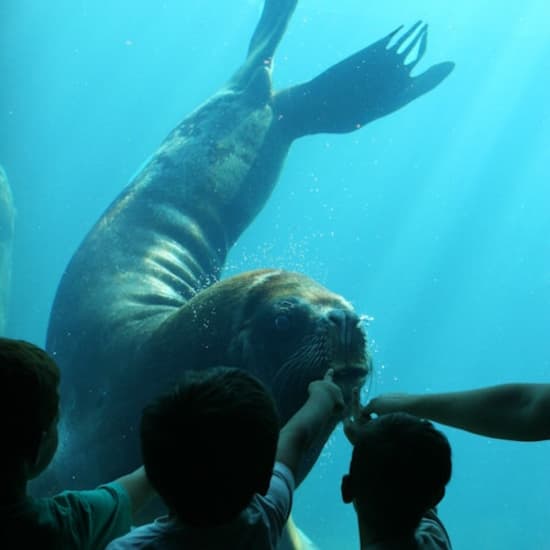 Affiche Seaquarium du Grau-du-Roi