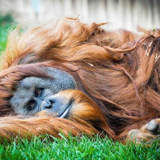 Accès coupe-file au Zoo d'Amnéville