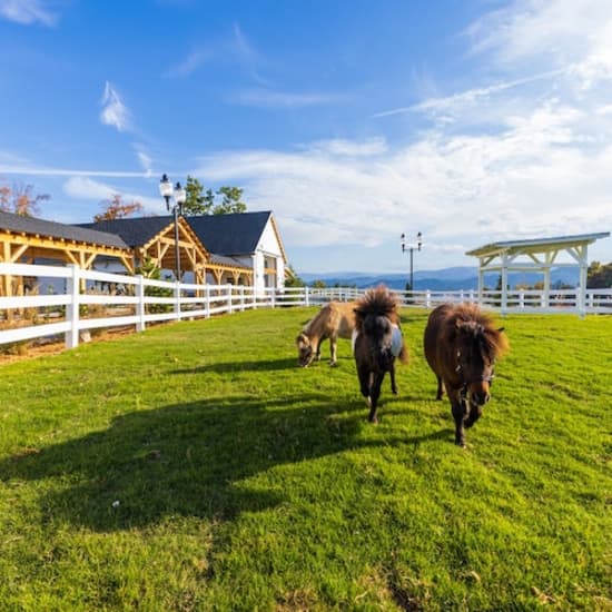 General Admission to SkyLand Ranch