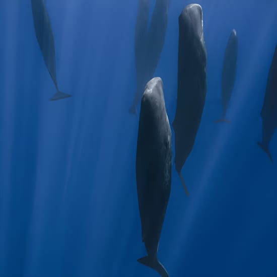 Royal Ontario Museum Feature Exhibit: Nature in Brilliant Colour