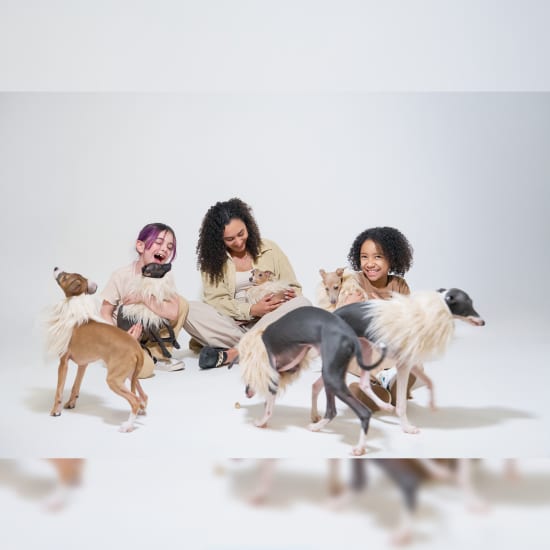 CuddlePups: The Italian Greyhound Experience