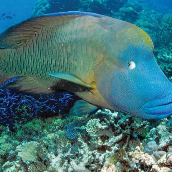 Poseidon Outer Great Barrier Reef Snorkeling and Diving Cruise from Port Douglas - Foto del evento