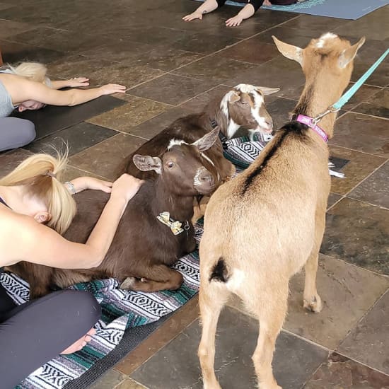 Bahmaste: BYOB Goat Yoga