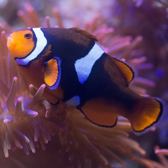 Entrada sin colas para SEA LIFE Benalmádena