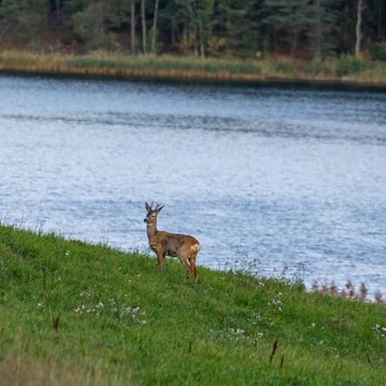 Vildmarkssafari för små grupper i Stockholm