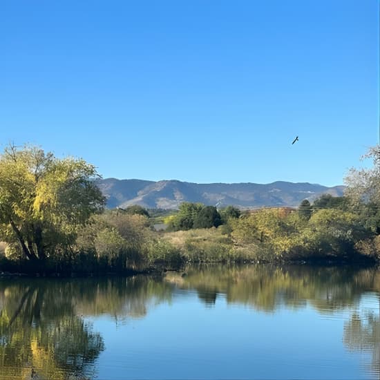 2 Hours of Mindful Bird Watching near Denver