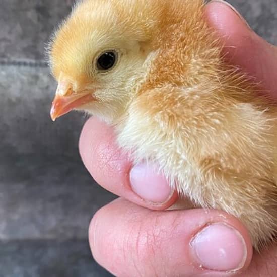 1.5 Hour Immersive Farm Experience in Adirondacks