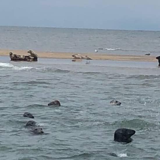 Scroby Sands Seal Watching