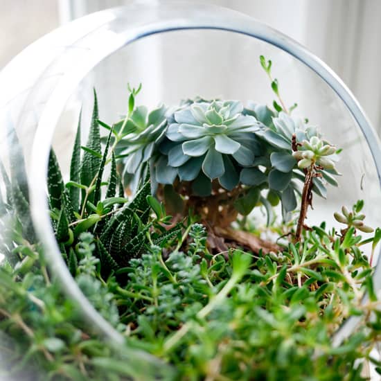 Terrarium Workshop 101