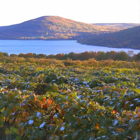 Experiencia en la Ruta del Vino de Canandaigua