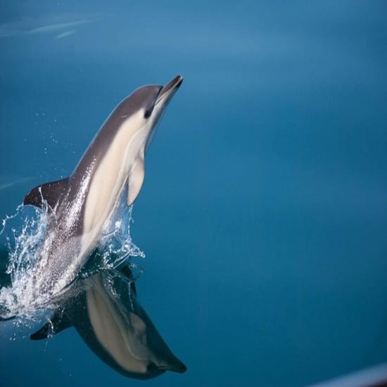 Aventura de avistamiento de delfines en la bahía de Estepona