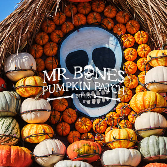 Mr. Bones Pumpkin Patch 2024