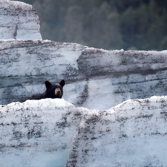 Bears, Trains & Icebergs Tour