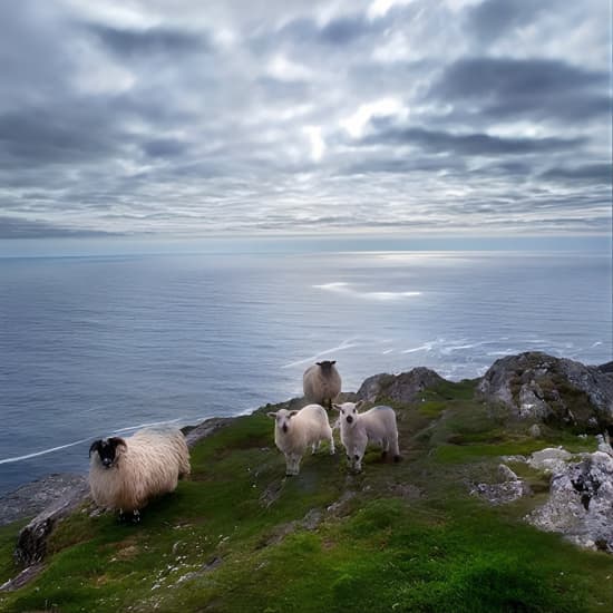 Scenic West Cork to Mizen Head departing from Cork City. Guided. Full Day