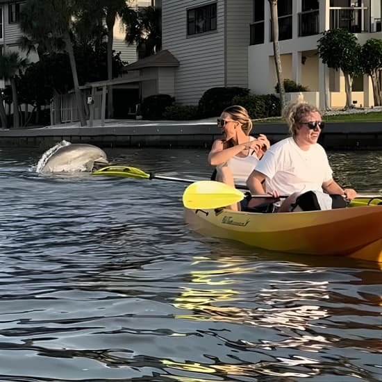 Sunset Kayak Experience with Dolphin Sightseeing