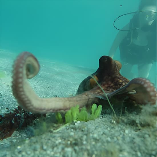 Florida Vacation Private Scuba Dive with Expert BOGO Special