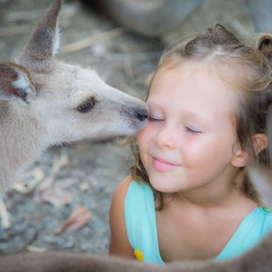 Port Douglas Wildlife Habitat